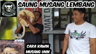 SAUNG MUSANG LEMBANG, GINI TERNYATA CARA KAWIN MUSANG