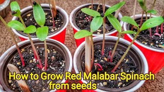 How to grow Malabar Spinach from seeds || Grow Basella Alba from seeds