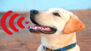 Dog Barking Sounds To Make Your Dog Bark | Dog Sound Effect | Dog Sound Short Video | Dog Sounds