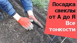 Посадка свеклы от А до Я / Все тонкости / Огород дяди Вовы