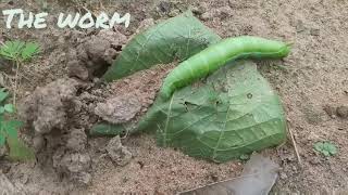 សត្វដង្កៅខៀវ The worm,សត្វកញ្ចាញ់ចេកខៀវ(kânhchanhchék)