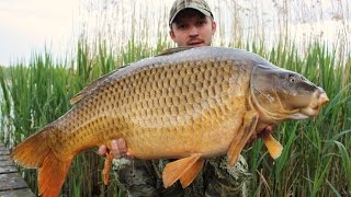 Three Carp Over 20 kg In Two Days With SBS