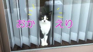 猫おむすび、お出迎え練習中＆Bigおむライス