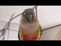 お正月キューピーに動揺【ウロコインコのぽぽ】