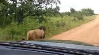 Large Male Lions marking territory on Safari in Kruger