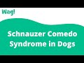 Schnauzer Comedo Syndrome in Dogs | Wag!