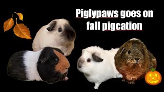 Piglypaws goes on fall pigcation