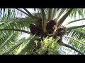 Malaysian Palm Oil - From Tree to Table Part 1