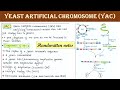 Yeast artificial chromosome | YAC | Artificial chromosome vector | Applications