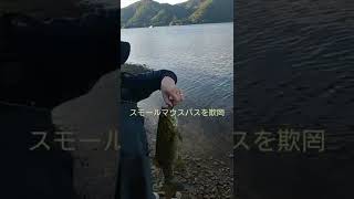 爆釣黙示録！秋の桧原湖で釣りガール覚醒😲スモールマウスバスを釣るブラックバスを欺罔してやる！#shorts#桧原湖#ブラックバス