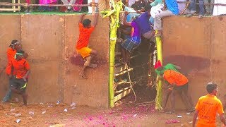 வாடியில் ஒரே ஒரு ஆள் சிங்கபுரம் ஜல்லிக்கட்டில் singapuram jallikattu 2018