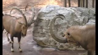 Ibex - Wild Goat