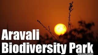 Aravali Biodiversity Park with Vijay Dhasmana - Part 1