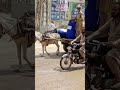 sialkot an elderly citizen was walking on the road carrying chemical drums on a donkey cart while