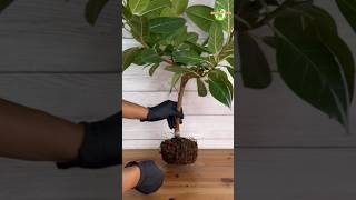 Root Pruning of Rubber Plant #rubberplant #thegreenearth #plants