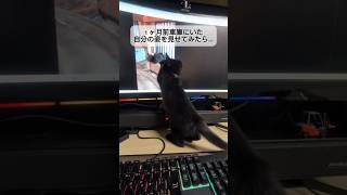 １ヶ月前車庫にいた自分の姿を見せてみたら...#猫 #保護猫 #野良猫  #猫動画 #猫のいる暮らし  #cat #rescuedcat