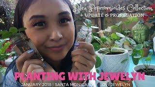 Planting with Jewelyn: Pilea Peperomioides collection + propagation | January 2018 | ILOVEJEWELYN