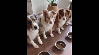 Australian Shepherd Dogs: Compilation #1