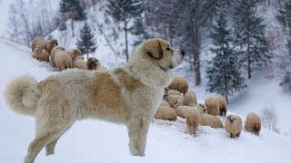 Pyrenean Mastiff | Gentle Giant Ferocious Guardian