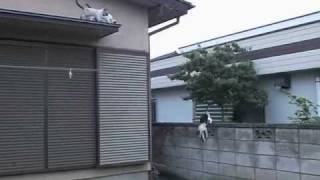 猫が屋根から飛び降りる？