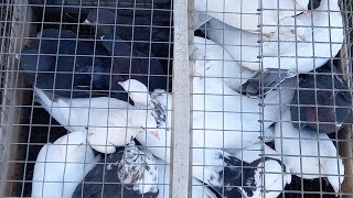 #Pigeons.Для чего нужны крестовины.