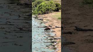 Why do crocodiles NOT hunt capybaras?