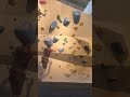 10.09, my way to top the easiest hardest routes in my gym.