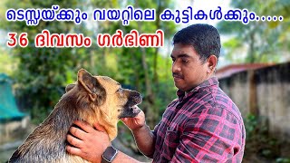 ടെസ്സ 36 ദിവസം ഗർഭിണി : Food, supplements exercise and rest : dog pregnancy care