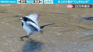 「お茶目だなぁ」氷上の小鳥が“てんやわんや”な姿に「さすがのバランス感覚で転んだりしなくてすごい」「かわよすぎる」と反響chfshdt