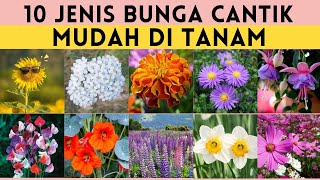 10 Jenis Bunga yang Mudah Ditanam dan Berbunga Cantik