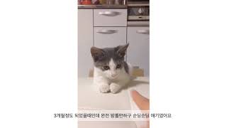 길냥이었던 아깽이는 뚱냥이로 잘 성장하였습니다ㅣ밤톨이가 왕밤톨이가 되었어요