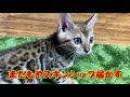 アヒルと対峙した時の子猫の反応が可愛すぎる a small duck and kitten…