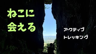 幸せを呼ぶ招き猫洞窟へ行ってきました。