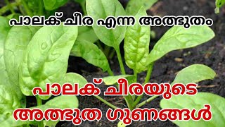 പാലക് ചീരയുടെ അത്ഭുത ആരോഗ്യഗുണങ്ങൾ. #spinach, #health, #greenleaves, #palakrecipe