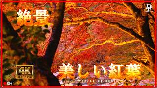 ４ｋ　絶景　美しい紅葉　～relaxing music～