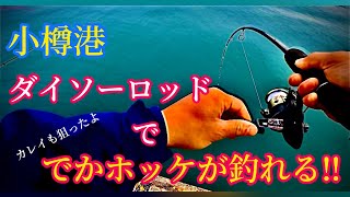 【小樽港】ぶち曲がるダイソーロッド🎣✨🔥カレイとホッケを求めて小樽へ‼️#北海道釣り#ホッケ釣り#ほっけ釣り#祝津港釣り#小樽港釣り#余市港釣り#石狩湾新港#石狩湾#カレイ釣り#カレイ