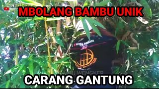 Mbolang Bambu Unik Di Pekarangan Dapat Bambu Carang Gantung