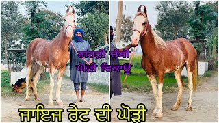 ਪੌਣੀ ਨੁੱਕਰੀ ਘੋੜੀ ਵਿਕਾਊ ਘੋੜਾ ਦੀ ਫੀਸ ਦੀ ਆਫਰ🐍🐎