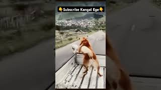 DOG RUN #dog #dogs #doglover #dogshorts #youtubeshorts #shorts #short #shortsfeed #nature #pets #fy