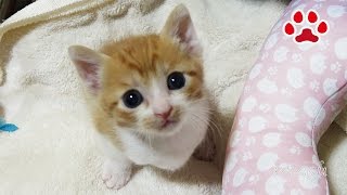 名前を覚えた子猫まや【瀬戸のまや日記】 Maya learned his name.