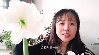 网红朱顶红，为啥“高低不同”？一个小窍门，花杆高低随便你