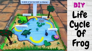 Life Cycle Of Frog Model | Frog Life Cycle | School Project | Science Project @craftthebest1