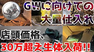 GWに備えて店頭価格総額30万超えの生体をお迎えしました!!