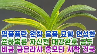 명품풍란 원창 음풍 묘향 연성환 준하복륜 자신전 대강환호 금두 비금 금은라사 홍모단 서학 건국호 (풍란부귀란) [꽃밭에서 난원]석곡 춘란 난초 난테크 orchid 희귀난 돈이되는