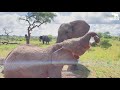 Quality Time with the Whole Elephant Herd at the Waterhole & Marula Tree!