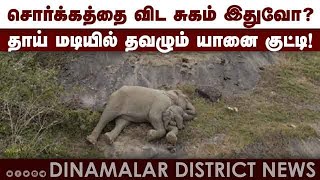 இதயம் தொடும் வால்பாறை யானை வீடியோ | Elephants video | Valparaiso | Coimbatore