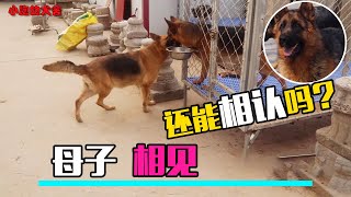 2个月大就和妈妈分开的小牧羊犬，长大后再见它妈妈，还能相认吗【小跑的犬舍】