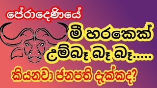 පේරාදෙණිය විශ්වවිද්‍යාලයේ මී හරකෙක් උම්බෑබබෑබෑ කියනවා ජනපති අනුර කුමාර දිසානායක සහෝදරය දැක්කා ??