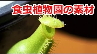 食虫植物園！？の素材　【買い物開封】