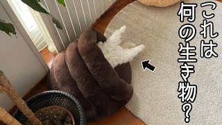 猫のあまりにも変な寝方特集。独特で可愛い♡ Cat sleeps in strange ways